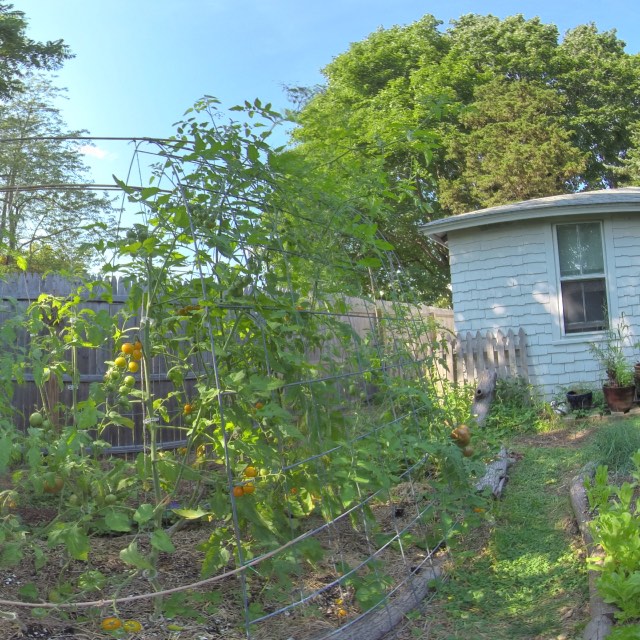 Tomato Garden Middle 3D